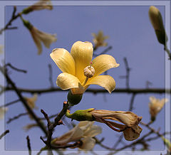 photo "Floewr"