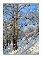 photo "Winter poplar"