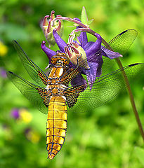 photo "Dragonfly #2"