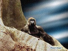 photo "My King Kong3"