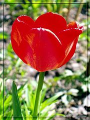 photo "Red tulip"
