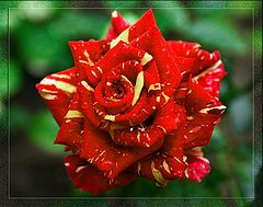photo "Rose"