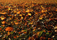 photo "Fall's Color"