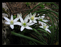 photo "white innocence"