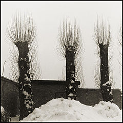 photo "***"