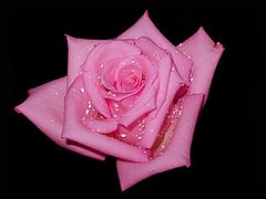 photo "Pink rose"