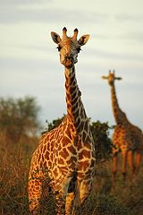 photo "Tsavo East National Park, Kenya"
