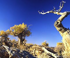 фото "tree"