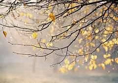 photo "Cold tears of a fog"