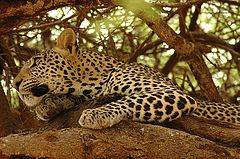 photo "Tsavo East vol.4"