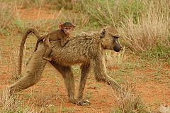 photo "Tsavo East"