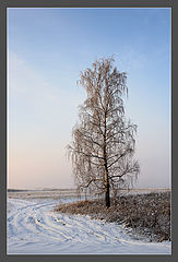 photo "First snow"