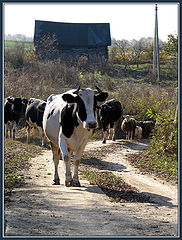 photo "The herd comes back home..."