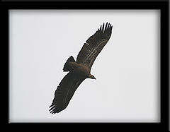 фото "Buzzard"