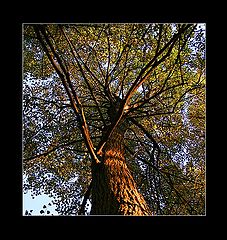 photo "The Magic Tree"