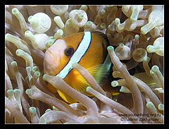 photo "Amphiprion (Clownfish)"