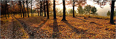 photo "Autumn light"