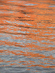 photo "water, sunset"