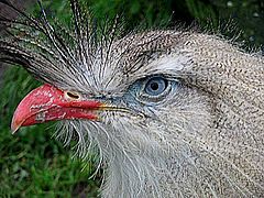фото "Bird"