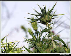 фото "Crown"