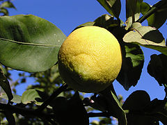 photo "Kennst Du das Land wo die Zitronen bluhen?"