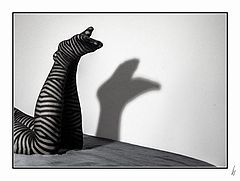 photo "zebra"
