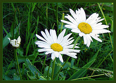 photo "Ox-eye daisy"