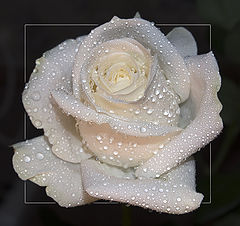 фото "White rose"