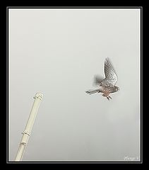 photo "Be late..."