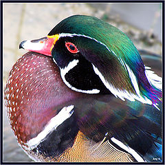 фото "Drake Mandaryn"