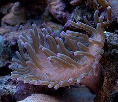 photo "feelers"