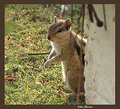 фото "playing hide and seek with  me"