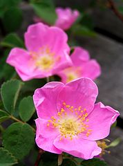 photo "wild rose"