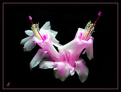 photo "twins"