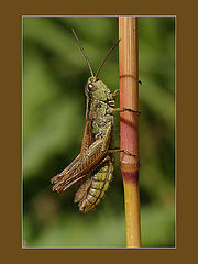 фото "grasshopper"