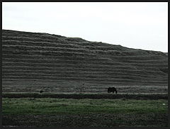 photo "Last grass"