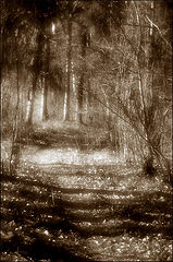 photo "***"