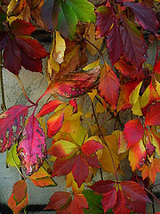 photo "Grapeautumnpattern"