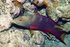 photo "Rainbow Grouper"