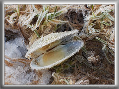 photo "In sugar"