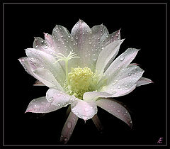 photo "Tenderness"
