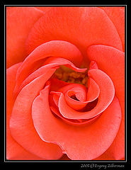фото "Winter rose"
