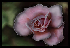 photo "a rose in its' highest point"