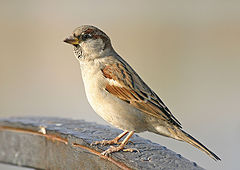 photo "saprrow"
