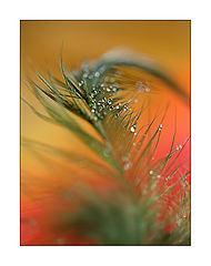 photo "***"