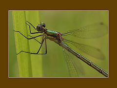 фото "Dragon"