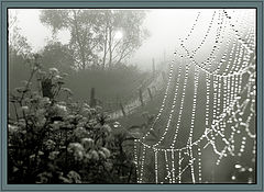 photo "***"