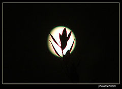 фото "Keeping up with the moon"