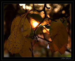 photo "Autumn fragments.4"