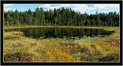 фото "Панорама лесного озера"